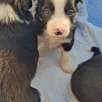 Disponibili cuccioli di borde colli