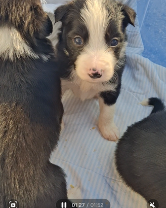 Disponibili cuccioli di borde colli