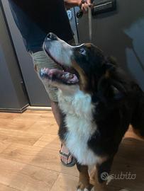 Bovaro del bernese