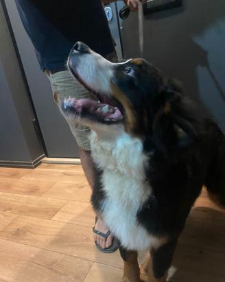 Bovaro del bernese