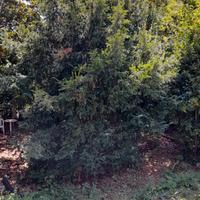 Albero di Natale vero Pino Abete 