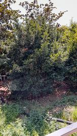 Albero di Natale vero Pino Abete 