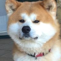 Akita Inu per accoppiamento