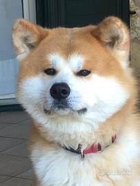 Akita Inu per accoppiamento