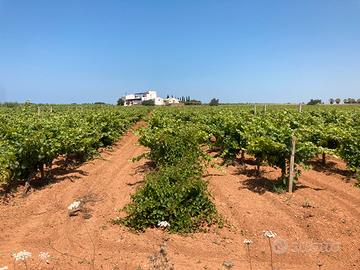 Terreno agricolo