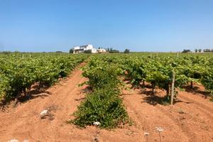 Terreno agricolo