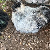 Galletti razza Moroseta