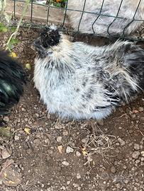 Galletti razza Moroseta