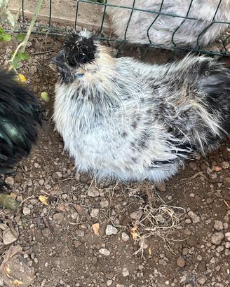 Galletti razza Moroseta