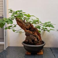 bonsai gelso ( morus alba)