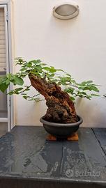 bonsai gelso ( morus alba)