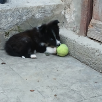 Border collie