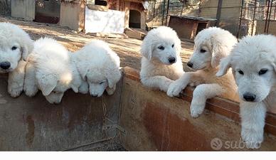 Cuccioli pastore abruzzese