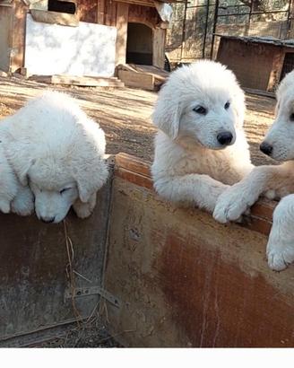 Cuccioli pastore abruzzese