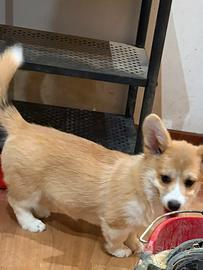 Welsh Corgi Pembroke femmina