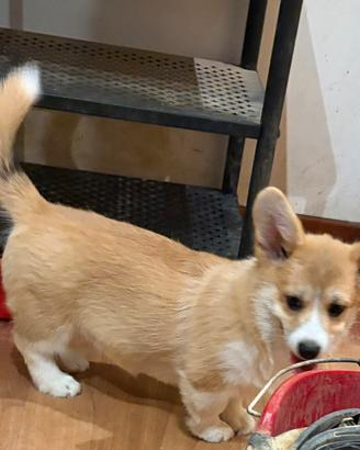 Welsh Corgi Pembroke femmina