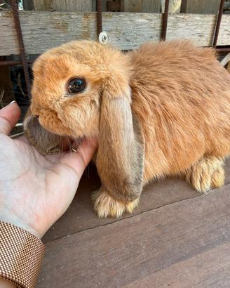 Cuccioli conigli ariete Minilop