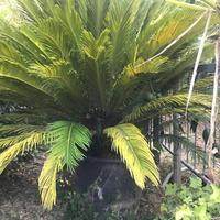 Palma pianta Cycas Revoluta
