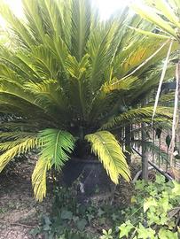 Palma pianta Cycas Revoluta