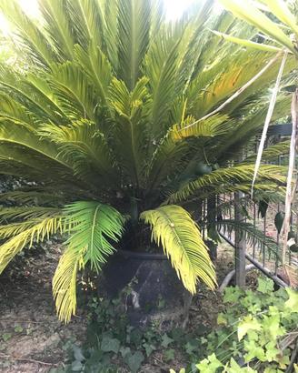 Palma pianta Cycas Revoluta