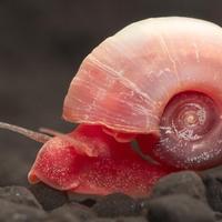 Planorbarius Cornelius Pink