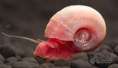Planorbarius Cornelius Pink