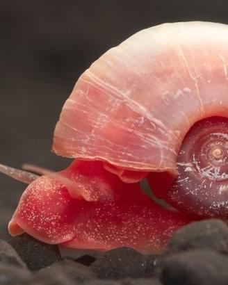 Planorbarius Cornelius Pink