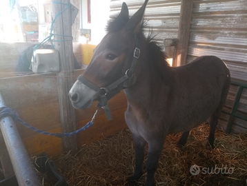 Mula di pony e asini