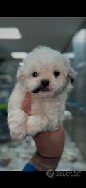 Bichon frise