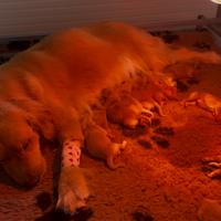 Cuccioli Golden Retriever linea americana