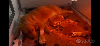 Cuccioli Golden Retriever linea americana