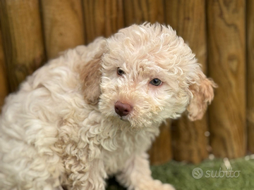 Lagotto romagnolo