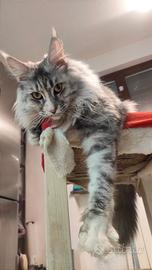 Maine coon maschio femmina adulti sterilizzati