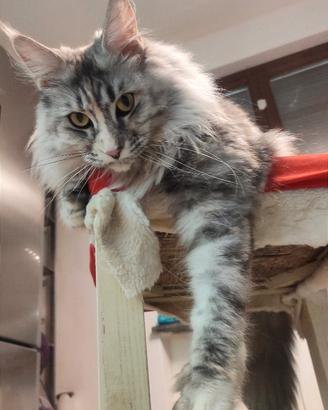 Maine coon maschio femmina adulti sterilizzati
