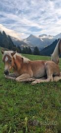 Puledra haflinger