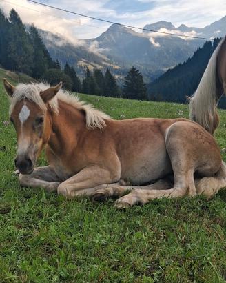 Puledra haflinger