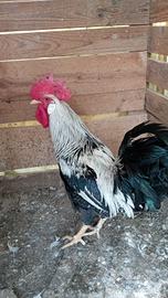 Gallo livorno