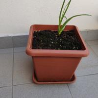 Vasi quadrati in plastica con sottovaso