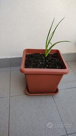 Vasi quadrati in plastica con sottovaso