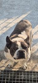 Bulldog francese