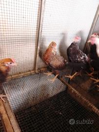 Galline pavoni