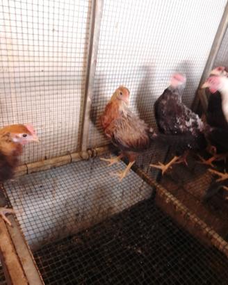 Galline pavoni