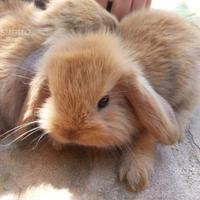 Conigli nani ariete fulvo