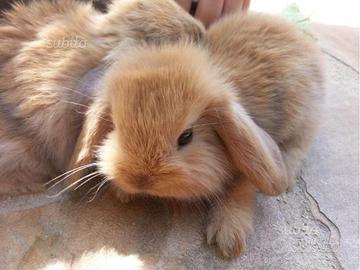 Conigli nani ariete fulvo