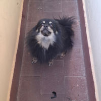 Volpino di pomerania