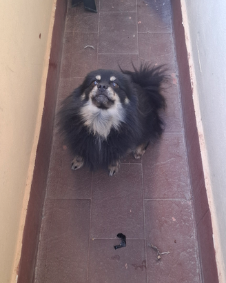 Volpino di pomerania