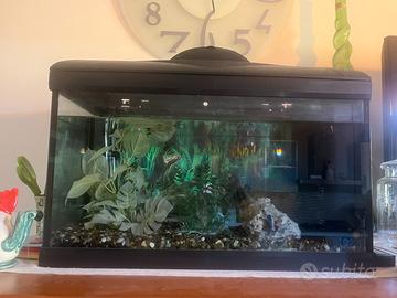 Acquario