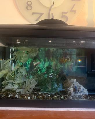 Acquario