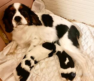 Allevamento cuccioli razza Cavalier King
