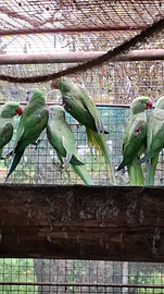 Grandi alessandrini e derbiana